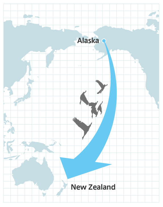 アラスカからニュージーランドまで約1万1千キロを休まず飛ぶオオソリハシシギ
